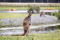 peet 250919 brabham tree planting 4-(PRINT ONLY)