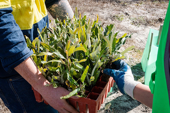 peet 260724 brabham tree planting 346-(PRINT ONLY)