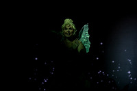 zealous 221221 peter pan 37-(WEB ONLY)