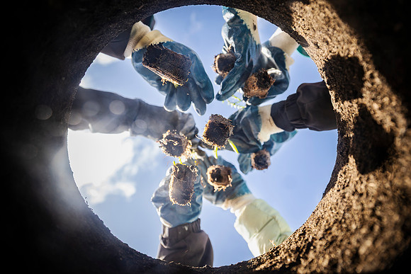 peet 250814 shorehaven tree planting 163-(PRINT ONLY)